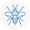 Cullompton Hornet Nest Removals