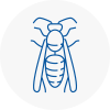 Cullompton Wasp Nest Removal
